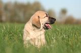 KANGAL 135